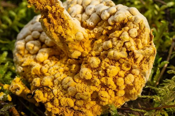 Hypomyces chrysospermus — 2025-09-06