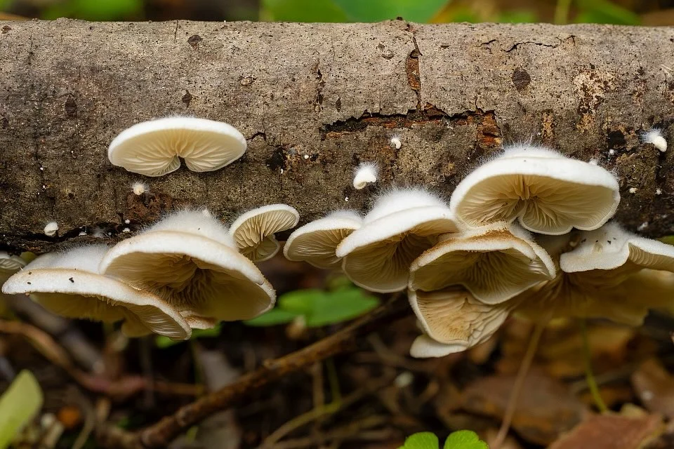 Crepidotus calolepis — 2025-09-07