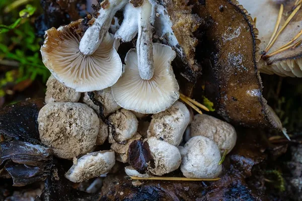 Asterophora lycoperdoides — 2025-09-13