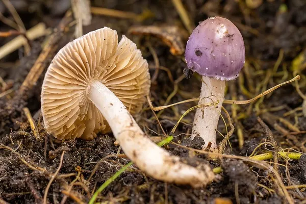 Inocybe lilacina — 2025-10-11