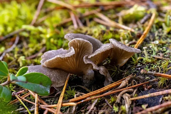 Arrhenia acerosa — 2025-09-21
