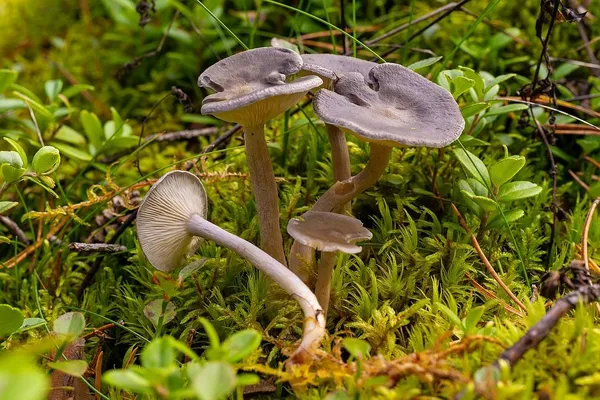Cantharellula umbonata — 2025-09-21