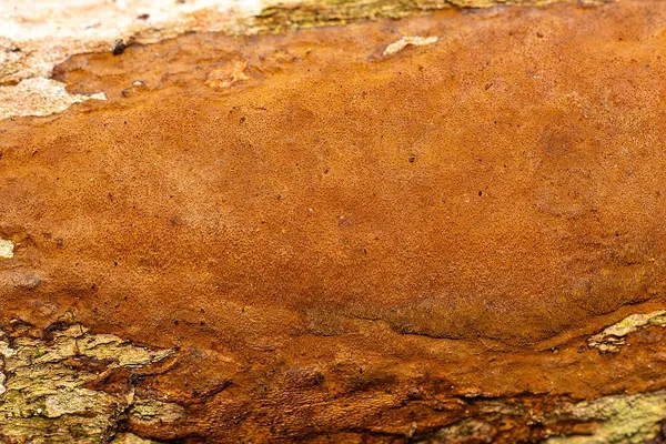 Fuscoporia ferruginosa — 2025-09-27