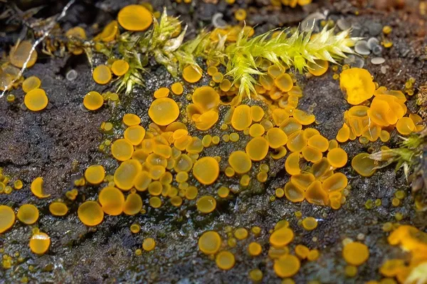Orbilia xanthostigma — 2025-09-27