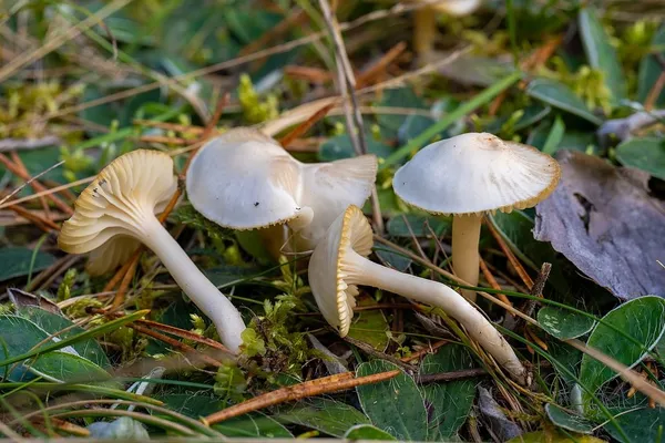 Cuphophyllus virgineus — 2025-09-28