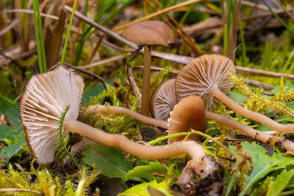 Gamundia striatula — 2025-10-19