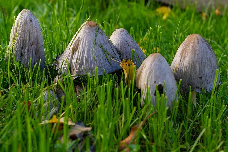 Coprinopsis atramentaria — 2025-10-10