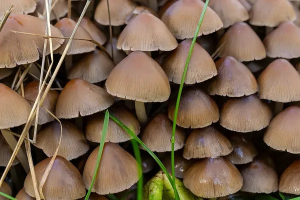 Britzelmayria multipedata — 2025-10-10