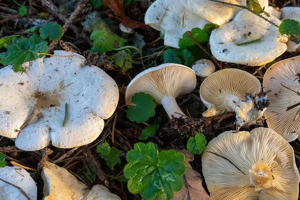 Clitocybe phyllophila — 2025-11-23