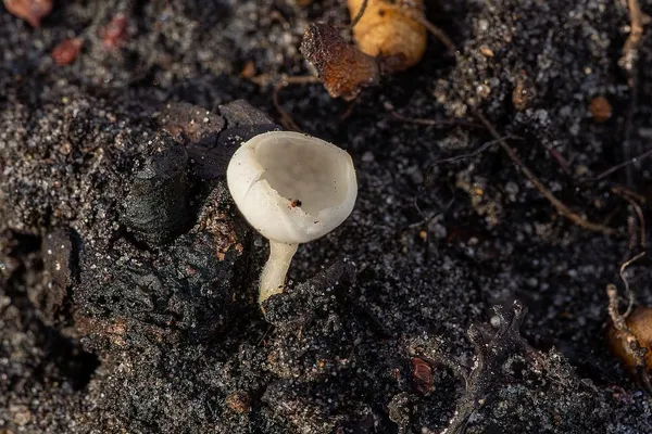 Ciboria amentacea f. alba — 2026-03-07
