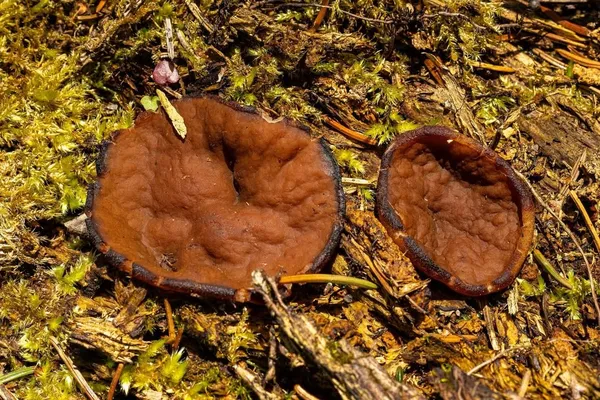 Discina ancilis — 2026-05-23