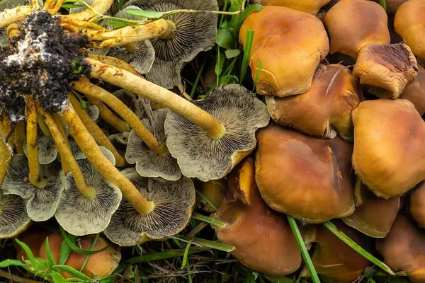 Hypholoma fasciculare — 2026-06-21