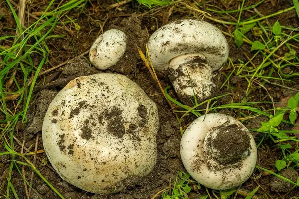 Agaricus bitorquis — 2026-06-21