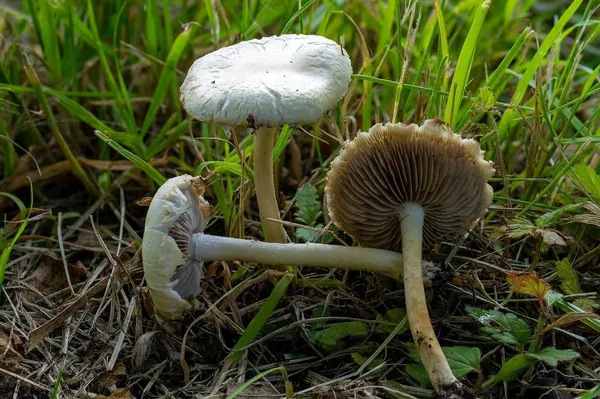 Agrocybe molesta — 2026-07-12