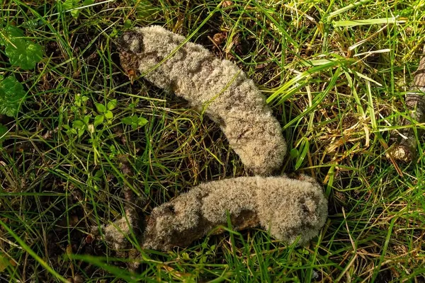 Mucor mucedo — 2026-07-12