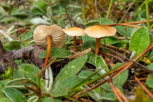 Mycetinis scorodonius — 2026-07-04