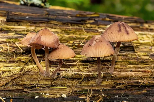 Mycena haematopus — 2026-07-25