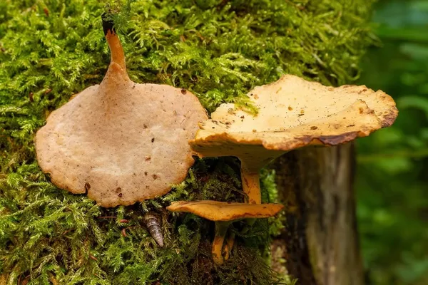 Cerioporus varius — 2026-07-25