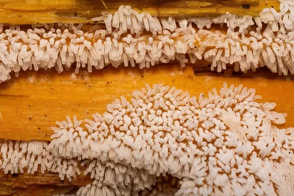 Ceratiomyxa fruticulosa — 2026-07-25