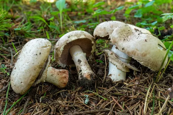 Agaricus bernardii — 2026-09-05