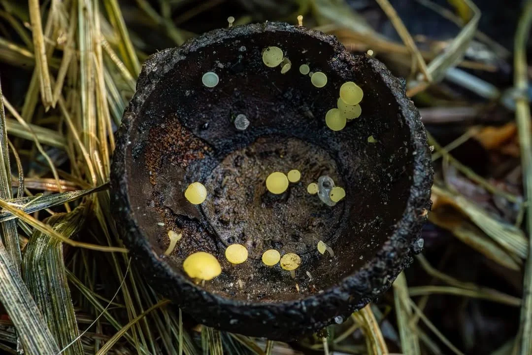 Hymenoscyphus fructigenus — 2026-09-06