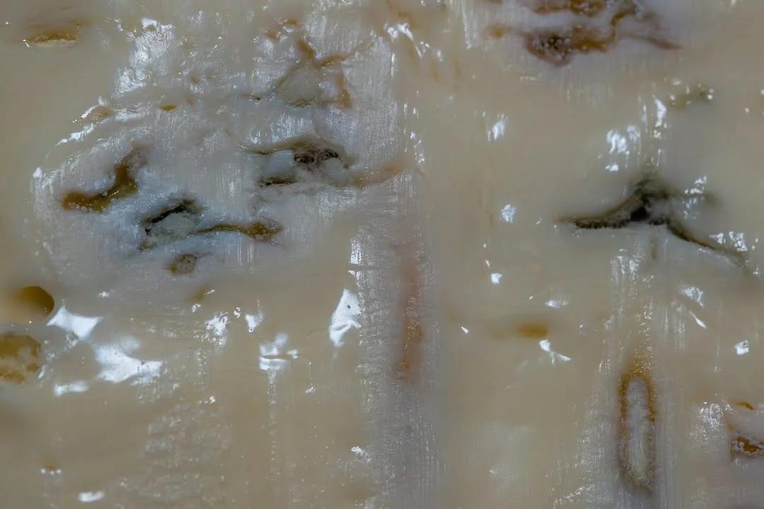Penicillium glaucum — 2026-08-16