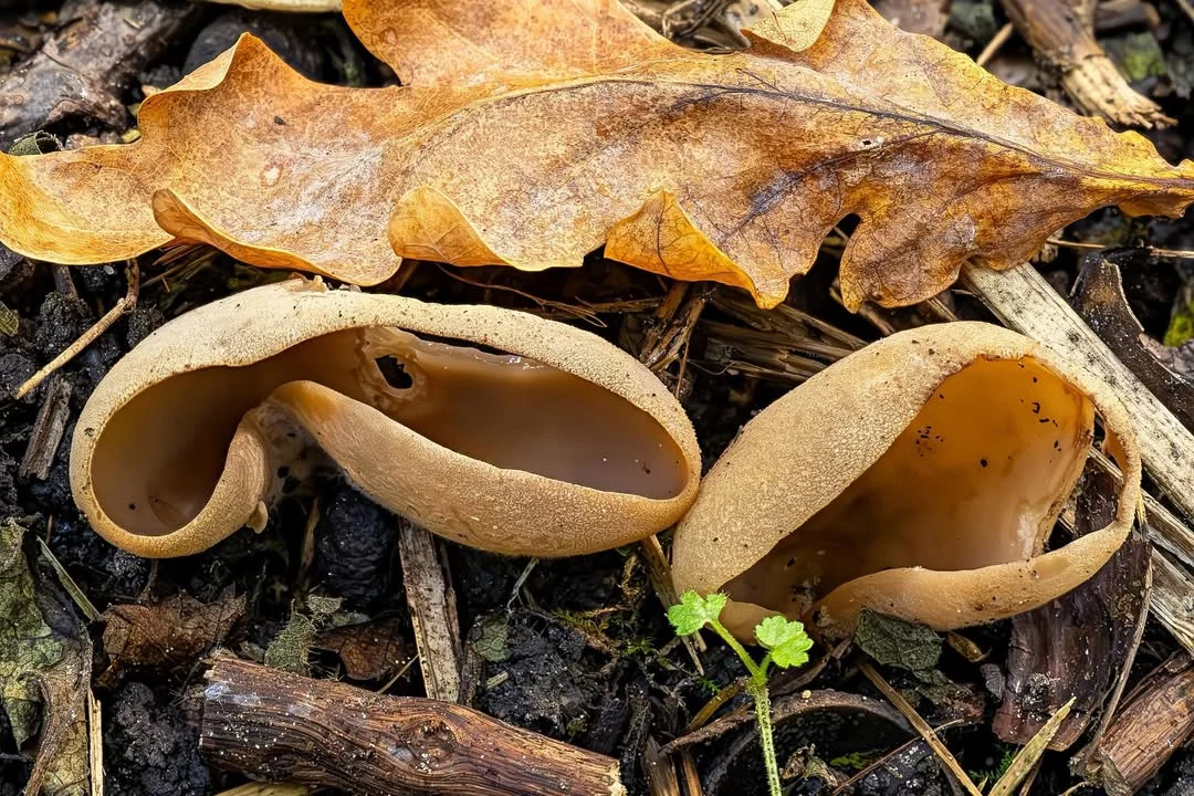 Otidea alutacea — 2026-09-06