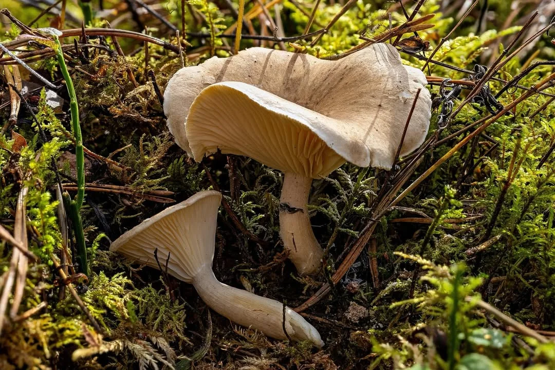 Ampulloclitocybe clavipes — 2026-08-30