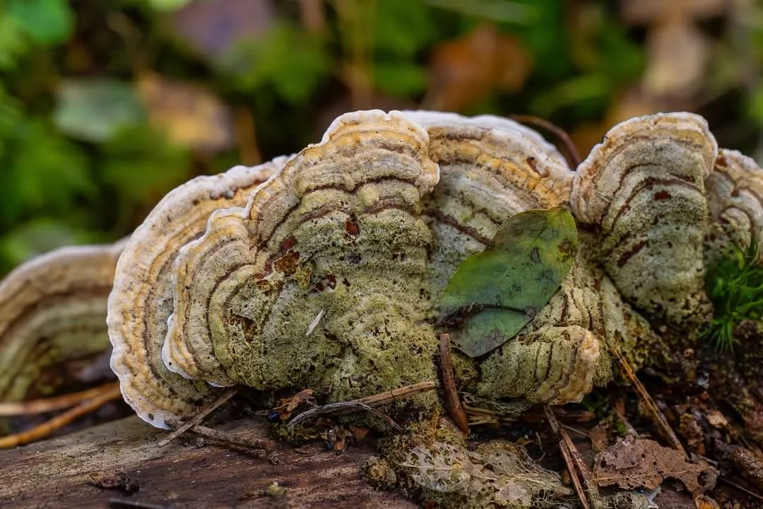 Stereum subtomentosum — 2026-09-22