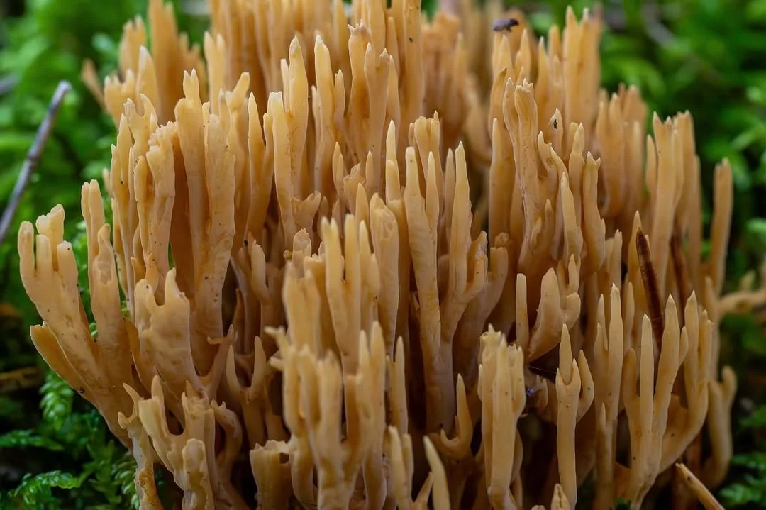 Phaeoclavulina eumorpha — 2026-09-22