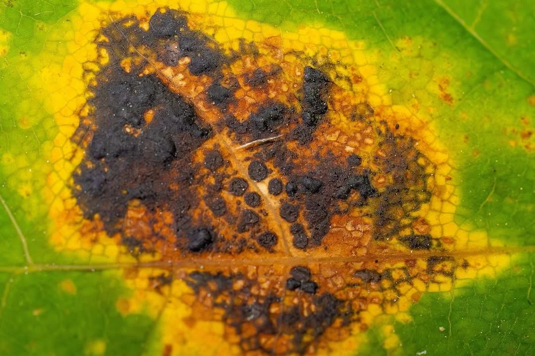 Rhytisma acerinum — 2026-09-13