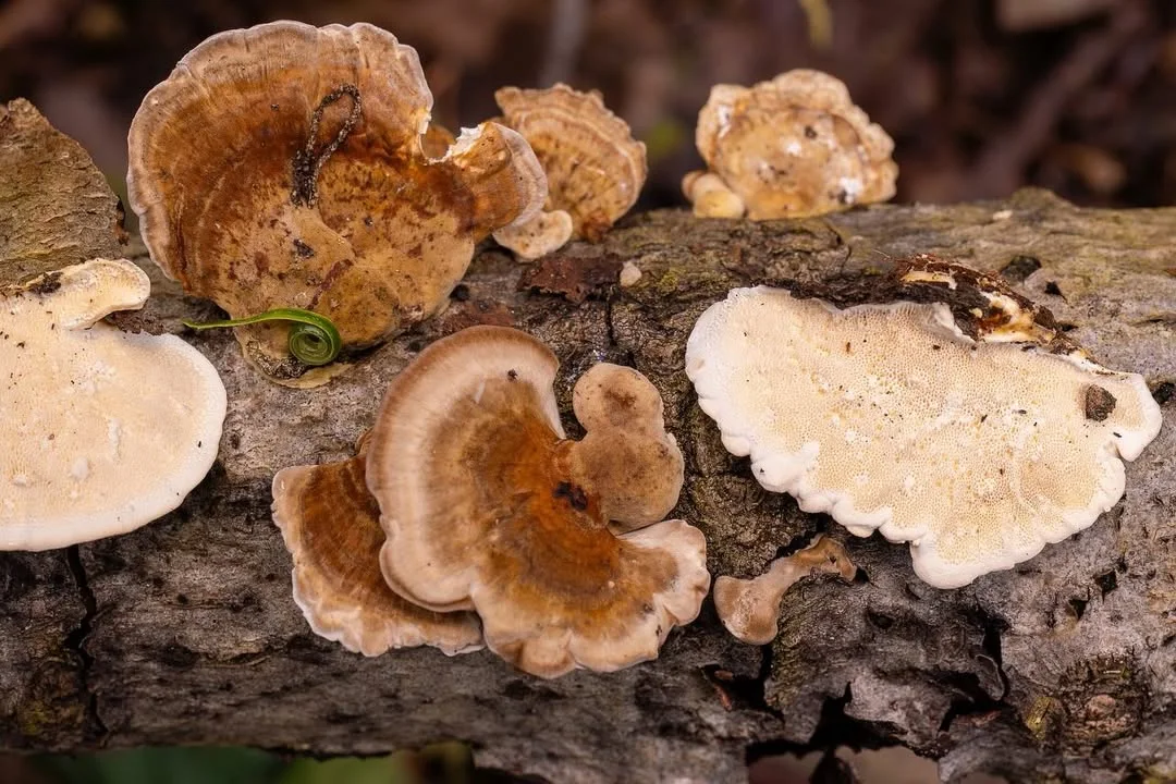 Trametes ochracea — 2026-09-13