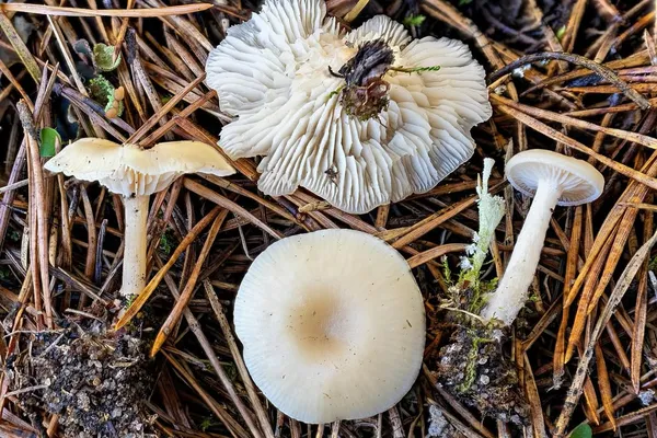 Clitocybe fragrans — 2026-09-14