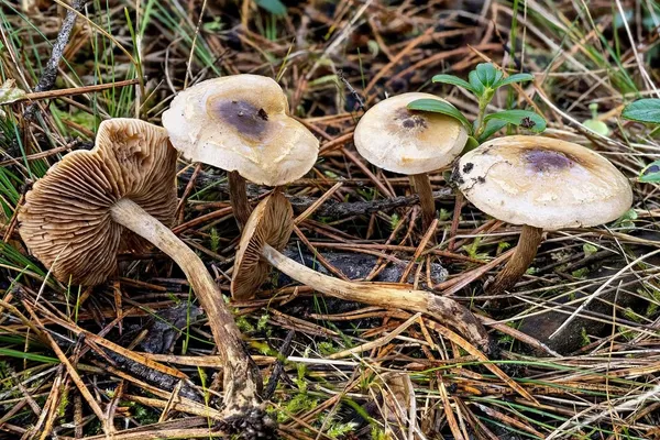 Hebeloma mesophaeum — 2026-09-14