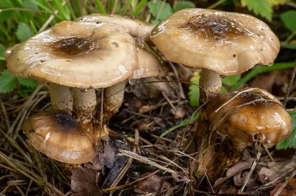 Hygrophorus persoonii — 2026-09-19