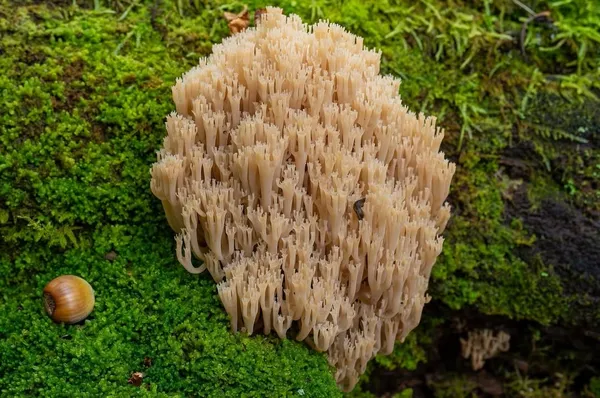 Artomyces pyxidatus — 2026-09-19