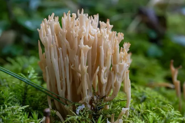 Clavulina coralloides — 2026-09-22