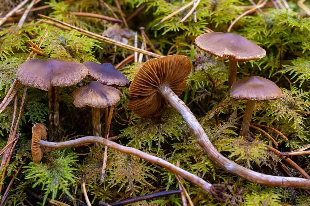 Cortinarius flexipes — 2026-09-22