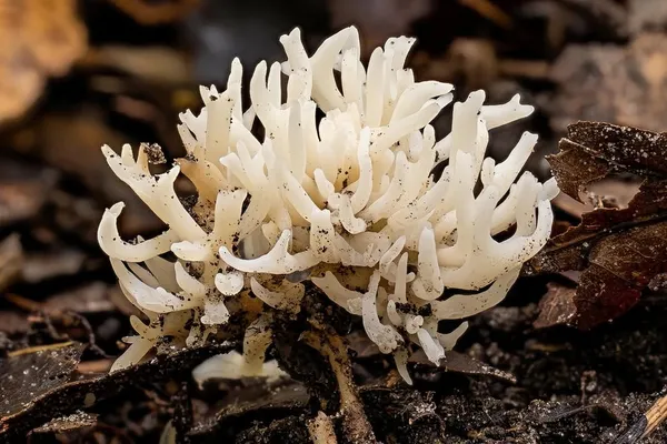 Ramariopsis kunzei — 2026-10-03