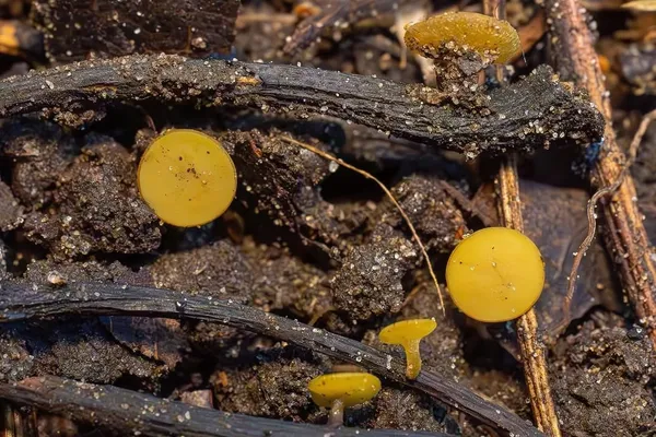 Hymenoscyphus epiphyllus — 2026-10-03