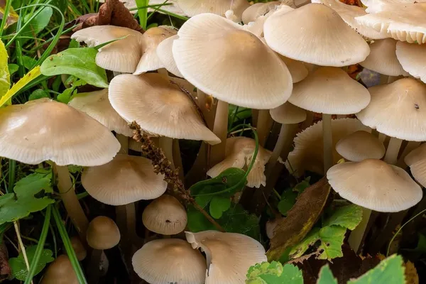 Mycena galericulata — 2026-10-03