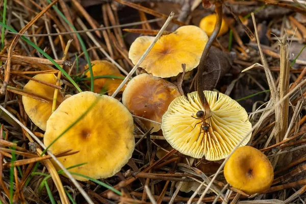 Xeromphalina cauticinalis — 2026-10-04