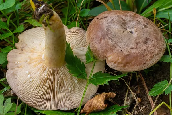 Lactarius uvidus — 2026-09-19