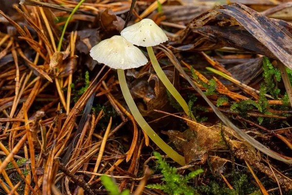 Mycena epipterygia — 2026-10-11