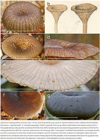./diff-sphagnicolous-omphalinoid-species-Arrhenia-Hygrophoraceae.jpg