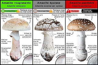 ./diff_amanita-rubescens_amanita-excelsa-var-spissa_amanita-pantherina.jpeg