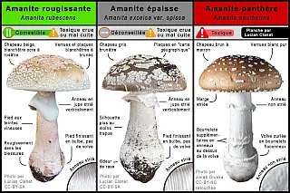 ./diff_amanita-rubescens_amanita-excelsa-var-spissa_amanita-pantherina.webp