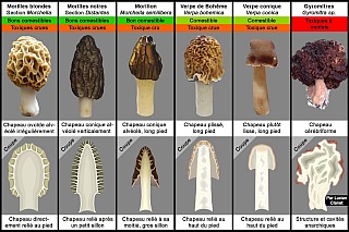 ./diff_morchella_distantes_verpa_gyromitra.jpeg