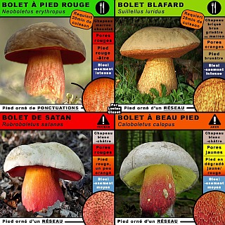 ./diff_neoboletus-erythropus_suillellus-luridus_rubroboletus-satanas_caloboletus-calopus.jpg