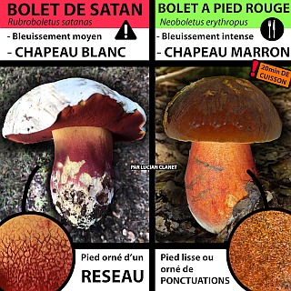 ./diff_rubroboletus-satanas_neoboletus-erythropus.jpg